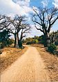 Baobab trees in the interior