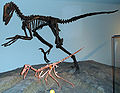 Buitreraptor