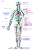 Circulatory System en