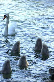 Des jeunes cygnes broutent ensemble des herbes immergées.