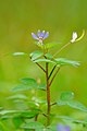 Cleome rutidosperma, Керала