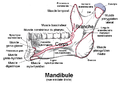 Mandibule, face interne, vue médiale.