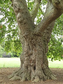 Platanus orientalis-IMG 5938.jpg