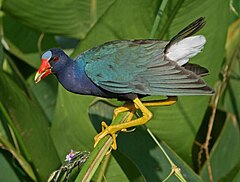 Description de l'image PurpleGallinule.jpg.