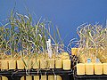 Image 40The Yecoro wheat (right) cultivar is sensitive to salinity, plants resulting from a hybrid cross with cultivar W4910 (left) show greater tolerance to high salinity (from Plant breeding)