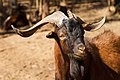 Juan Fernández Wild Goat