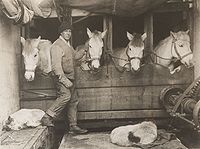 Lawrence 'Titus' Oates se svými koňmi a psy, asi 1911