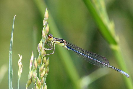 male (sub-adult)