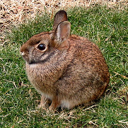 Floridinis triušis (Sylvilagus floridanus)