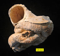 Fossile de Vermetus sp.