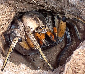 Wolf spider