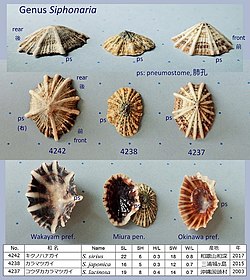 Siphonaria sirius, japonica, laciniosa