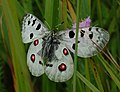 Parnassius apollo