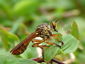 Ктырь Michotamia aurata из Южной Индии