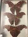 Attacus paraliae, une espèce de la régions indomalaise