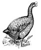 Turtle-jawed moa-nalo restoration