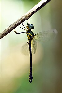 Idionyx saffronatus male