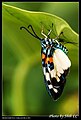 サツマニシキ Erasmia pulchellaの成虫