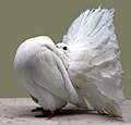 White dove