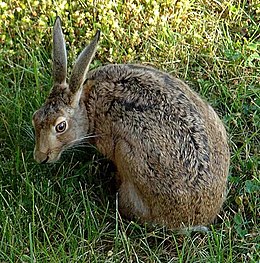 Pilkasis kiškis (Lepus europaeus)