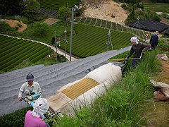 Cueillette avec machine portative (au premier plan) et retrait des bâches d'ombrage (au second plan) dans une plantation destinée au kabusecha.