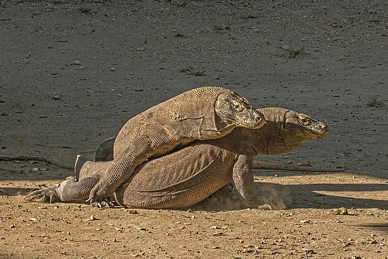 Komodo dragons (Varanus komodoensis), males fighting on Rinca, Komodo National Park, Indonesia (created and nominated by Charlesjsharp)