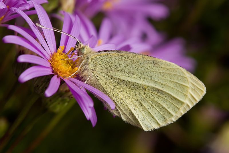 Small White