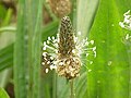 Enfiurescènsa de la Plantago lanceolata