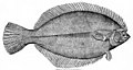 Image 36Flounder have both eyes on one side of their head (from Demersal fish)