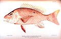 Image 7Red snapper, are generalized reef feeders with standard jaw and mouth structures that allow them to eat almost anything, though they prefer small fish and crustaceans. (from Coral reef fish)