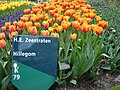 Holland tulipán