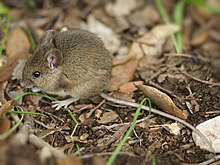 Photo couleur d'une souris des bois les pattes au museau dans un environnement de sous-bois