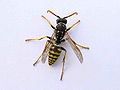 Avespa Polistes