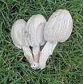 Coprinopsis atramentaria