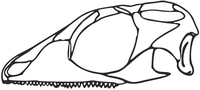 Skull reconstruction of Gephyrosaurus a likely basal rhynchocephalian