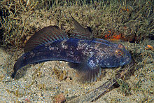 Gobius niger (Stefano Guerrieri) 1.jpg