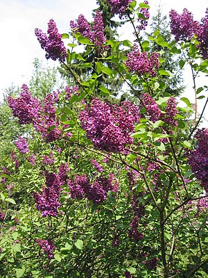 Kaatstört (Syringa vulgaris)