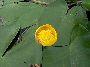 Gul åkande (Nuphar lutea)