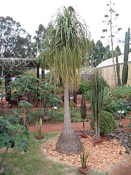 Beaucarnea recurvata, una nolineae de tipo «pata de elefante».