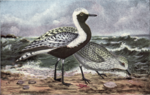 Thumbnail for File:Reed-black-bellied plover.png