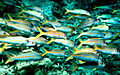 Image 43The yellowfin goatfish changes its colour so it can school with blue-striped snappers (from Coastal fish)