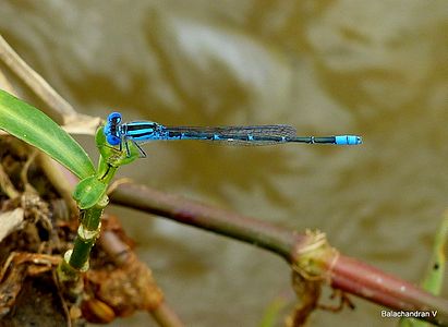 Paracercion melanotum male (dorsal view)