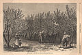 Image 22Picking Peaches in Delaware, an illustration in an 1878 issue of Harper's Weekly (from Delaware)