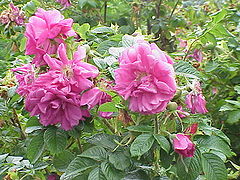 Cultivar 'Hansa' à fleurs doubles.