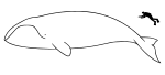 Bowhead whale size