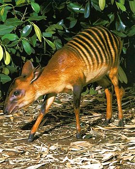 Cabrito-zebra (Cephalophula zebra)