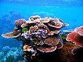 Corals form the Great Barrier Reef