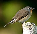 Red-breasted flycatcher