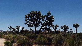 landschap met Joshua trees