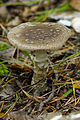 Amanita regalis